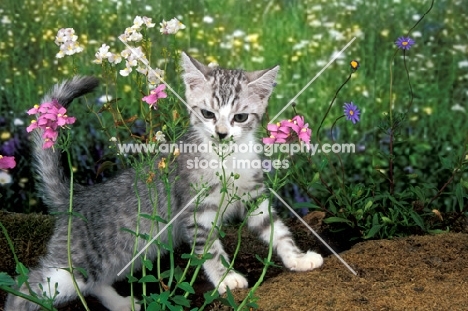 kitten smelling flowers