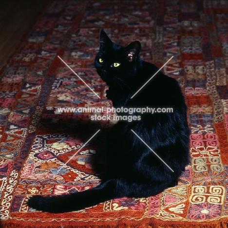 black cat on a colourful carpet