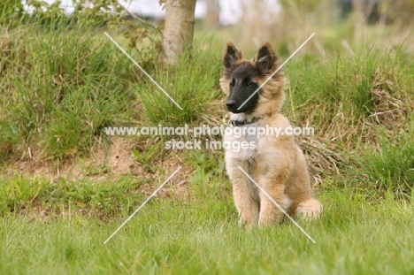 Malinois (belgian Shepherd dog) puppy
