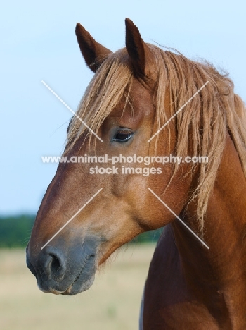 Suffolk Punch portrait