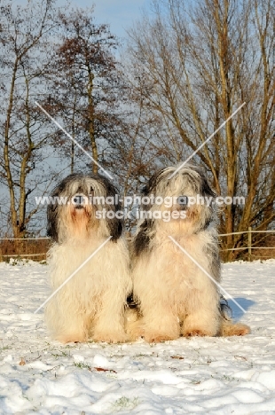 Polish Lowland Sheepdog, (also known as Nizinny)