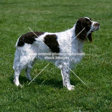 french spaniel, ch lux dirce du petit be, standing on grass