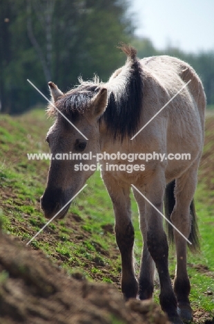 Konik horse in field