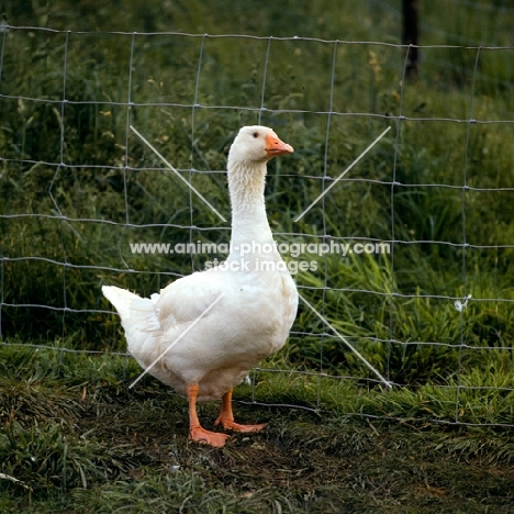 domestic geese near fence
