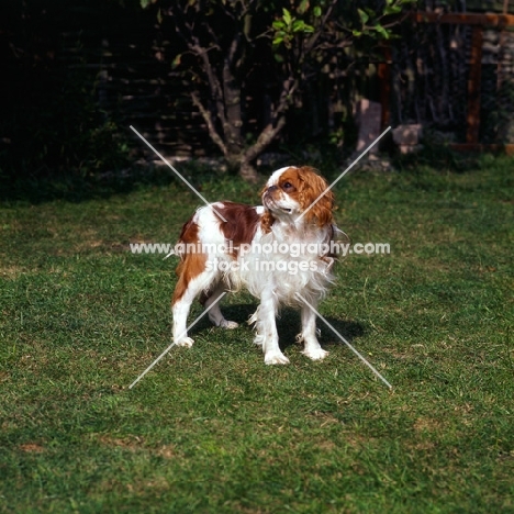 young king charles spaniel standing on grass