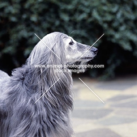 ch khanabad blue pearl, afghan hound 11 years old