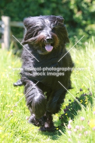 Briard running towards camera