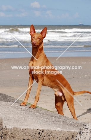 Pharaoh Hound