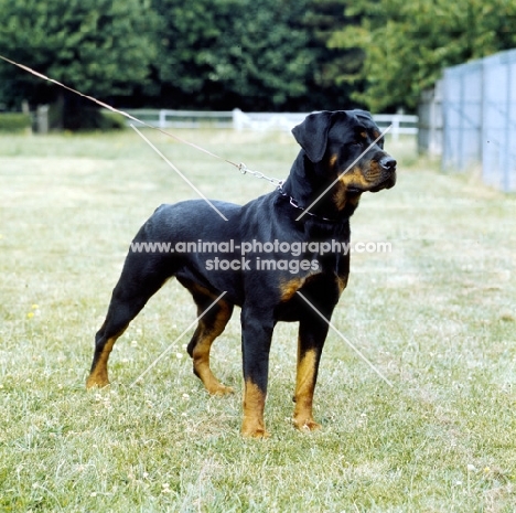 rottweiler from chesara kennels standing on grass