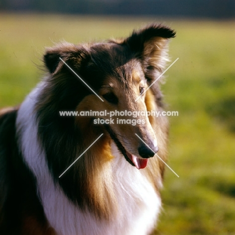 ch lovely lady of glenmist, rough collie, portrait