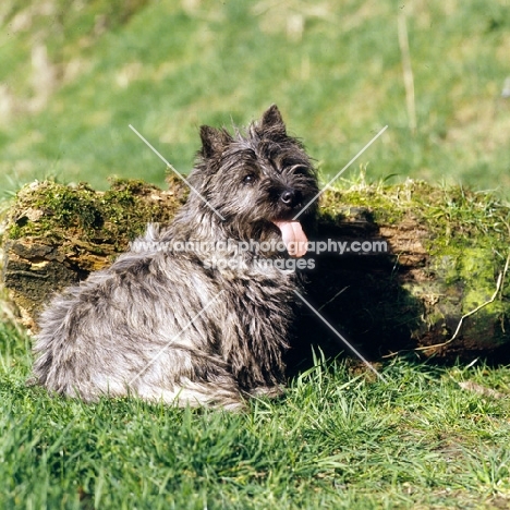 cairn terrier sitting by a log