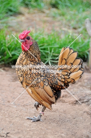 golden Sebright Bantam chicken