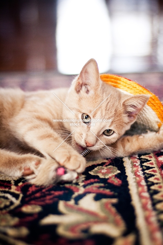 Kitten playing with toy on carpet