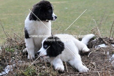 Newfoundland, also known as Landseer European Continental Type (E.C.T.)