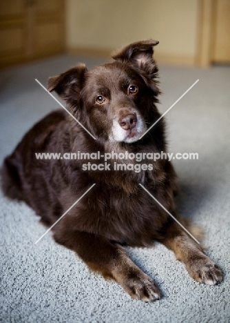 Red Australian Shepherd lying on carpet.