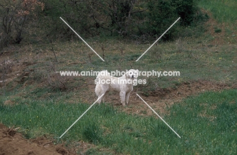 white greek sheepdog