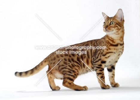 Brown Spotted Tabby Bengal side view