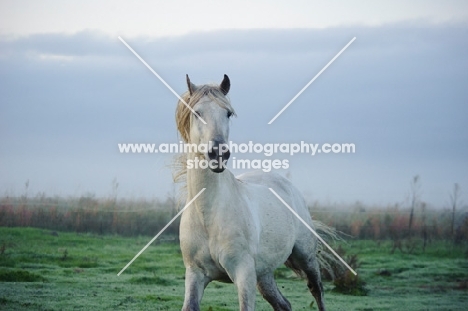 andalusian