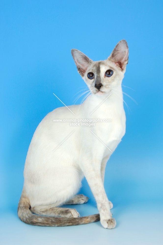 blue tortie point siamese sitting down