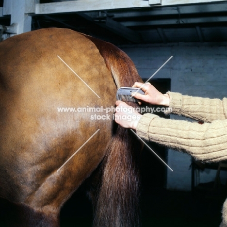 combing a horse's tail