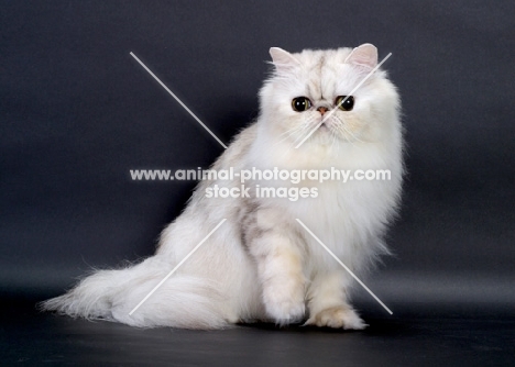 Shaded Silver Persian, sitting down