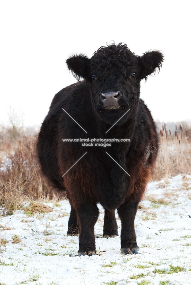 black galloway cow in winter
