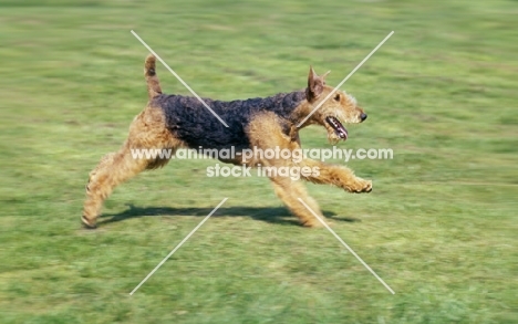 airedale running on grass, sophie
