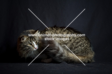 Alchimia Salina in ambush in front of a black background, studio shot