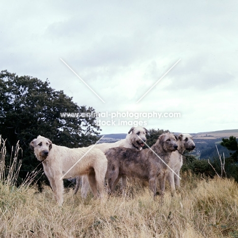 four irish wolfhounds of which 2 champions