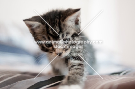 cute tabby and white kitten