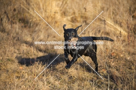 black labrador retriever retrieving quail in a field