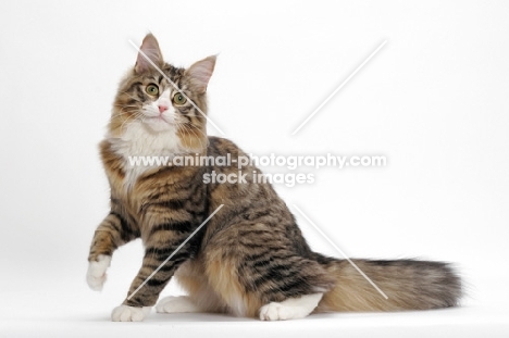 Norwegian Forest sitting down, Brown Mackerel Tabby & White