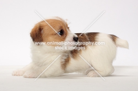 rough coated Jack Russell puppy, looking back