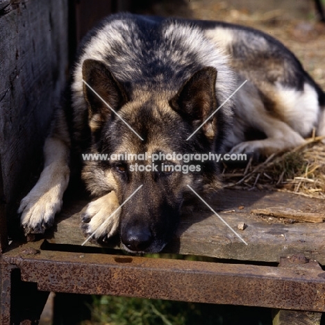 sad german shepherd from druidswood