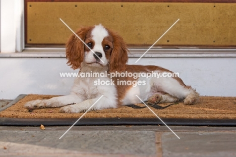 young Cavalier King Charles Spaniel in front of porch