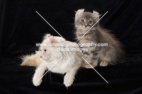 American Curl cat, different ages