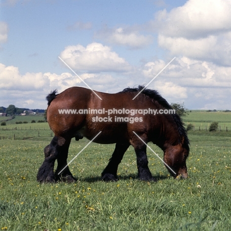 Coquin d'Acremont,  Ardennais grazing