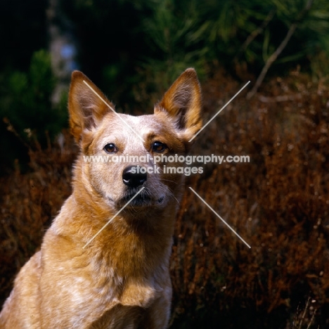  formakin brolga ahead shoulder shot of australian cattle dog