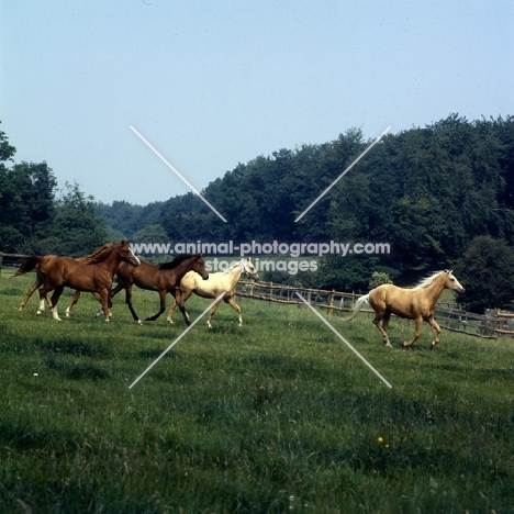 palomino, bay and chestnut horses (unknown breed) moving together