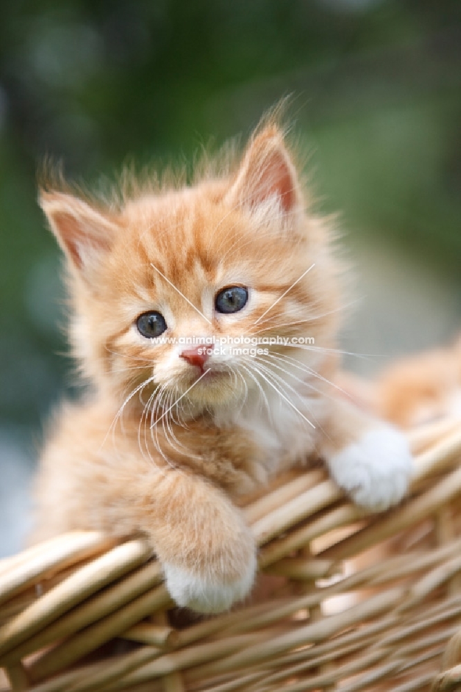 cute kitten in a basket