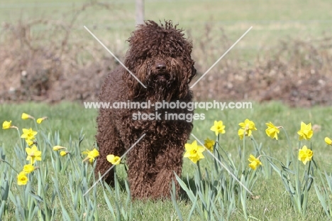 brown Barbet in spring