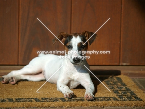 young Jack Russell Terrier puppy lying on doormat
