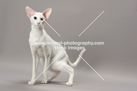 White Odd Eye Oriental Shorthair cat