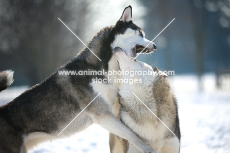 young siberian husky biting the neck of another siberian husky while playing in a snowy environment