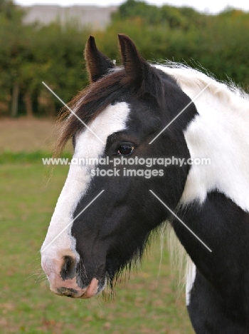 Piebald horse, looking ahead