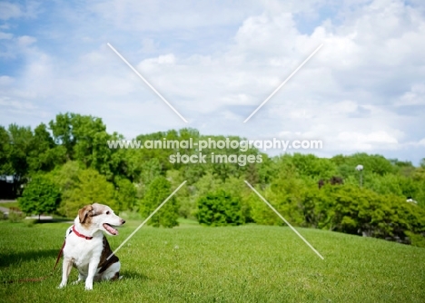 Beagle Mix sitting on grass