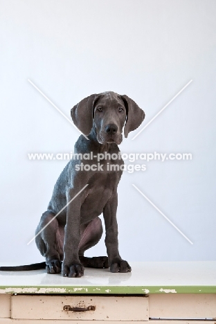 Great Dane puppy on table