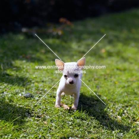 chihuahua puppy walking towards camera