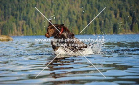 Chocolate Lab running in water with trees in the background.