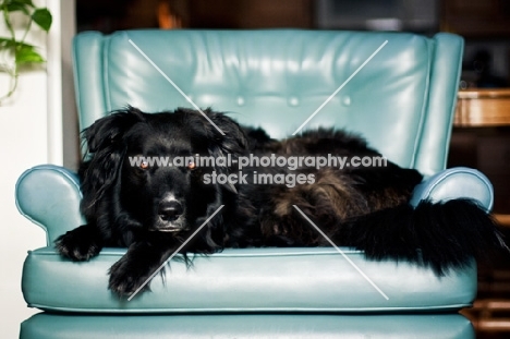 Black dog laying on blue chair
